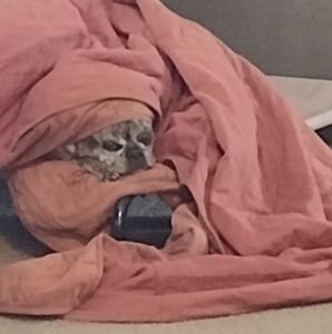 Meet your Posher, Sophie